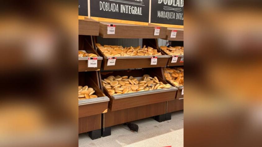 Encuentran fecas de paloma en el mismo supermercado donde panadero lamió masas en Antofagasta