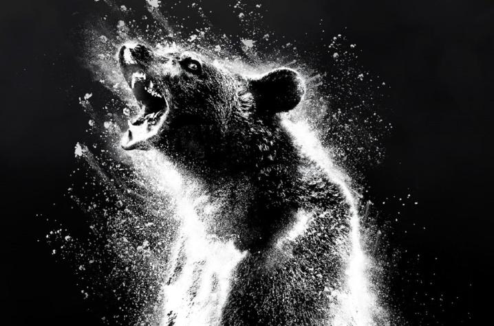 Revelan brutal poster de 'Cocaine Bear', película basada en el oso que murió por sobredosis