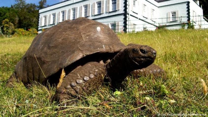 Cumple cerca de 190 años la tortuga más vieja de la historia