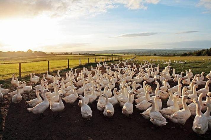 Perú, Ecuador y Venezuela en alerta por influenza aviar