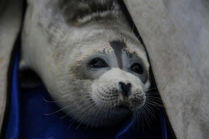 Tragedia animal: Encuentran 2.500 focas muertas en las costas de Rusia