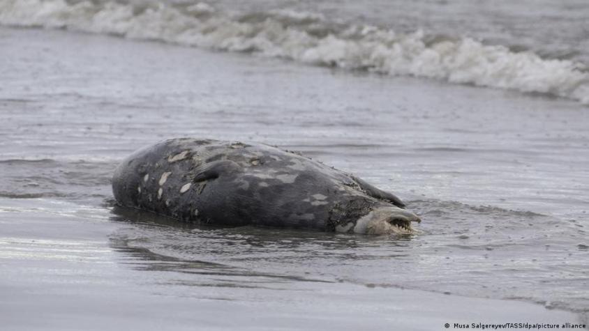 Investigan la muerte súbita de miles de focas en el Mar Caspio