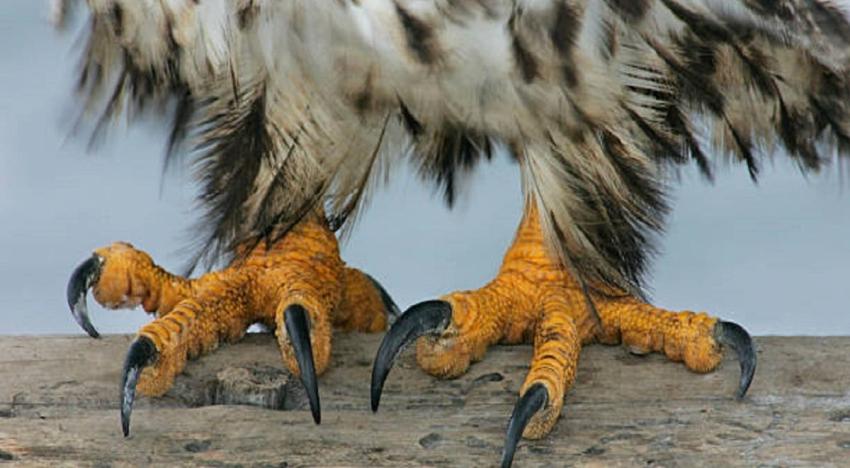 Más de 22.000 aves marinas mueren por influenza aviar en Perú