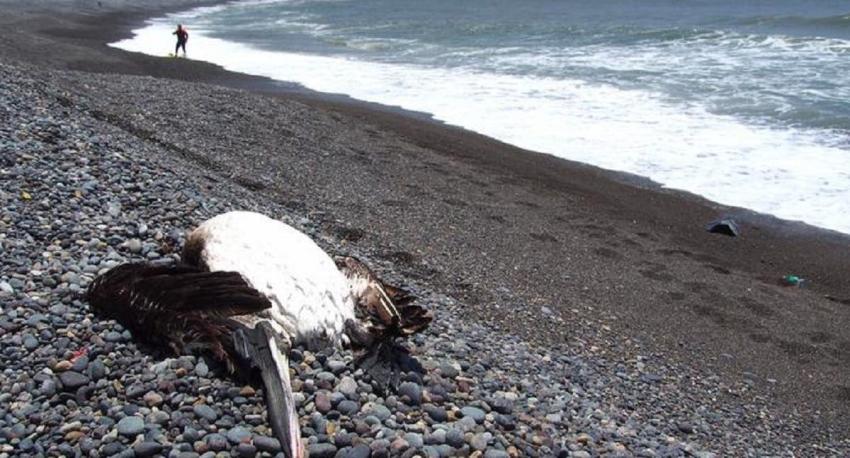 Perú recomienda restringir acceso a playas por riesgo de gripe aviar