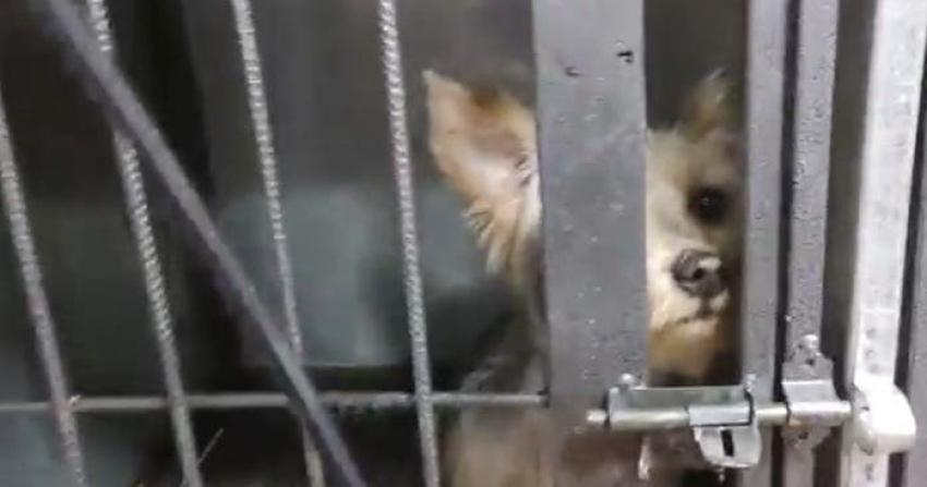 PDI detuvo a dos falsos veterinarios en Talagante: Atendieron a más de 2 mil mascotas
