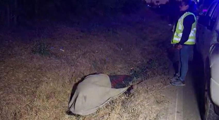 Maltrato animal: Anuncian querella contra responsables tras muerte de yegua en Lo Vásquez Maltrato animal: Anuncian querella contra responsables tras muerte de yegua en Lo Vásquez