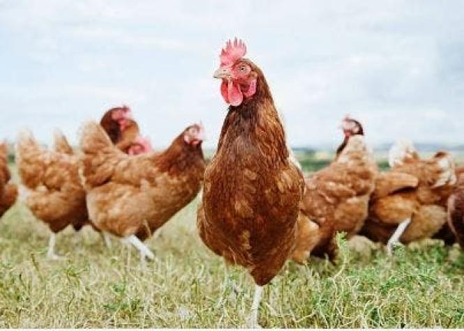 SAG confirma nuevos casos de gripe aviar en Iquique y Antofagasta