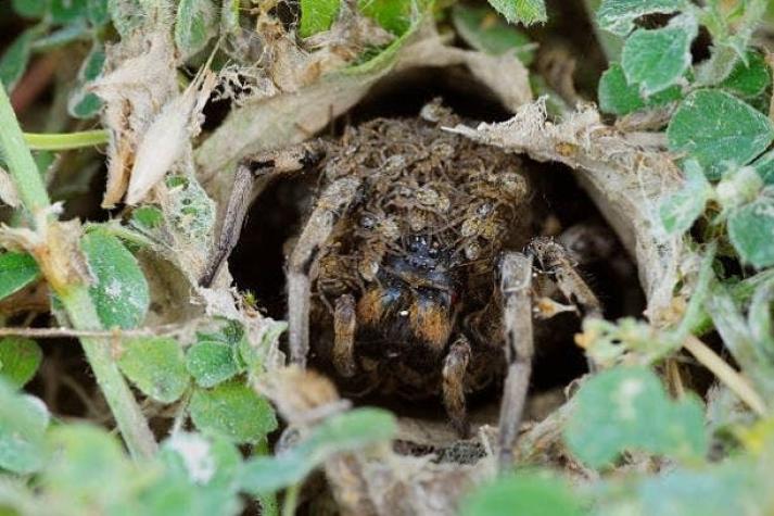 ¿Tierna o no?: La imagen viral de una araña que carga a sus crías en su espalda para cuidarlas