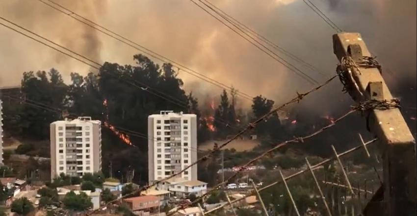 Alcaldesa Ripamonti señala que incendios en Viña del Mar "sin dudas fueron intencionales”