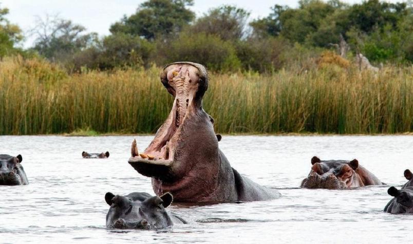 La increíble historia de un hipopótamo que se tragó a un niño de 2 años y lo escupió vivo