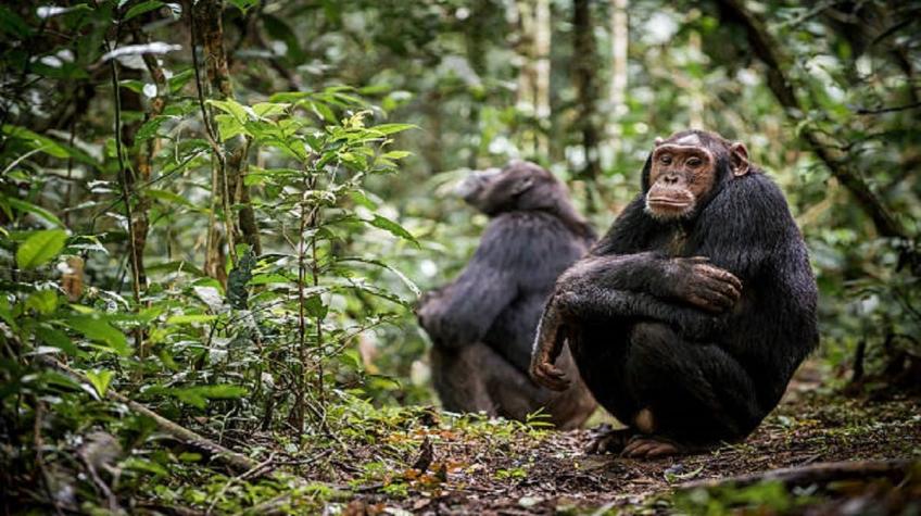Cuatro chimpancés se escaparon de un zoológico sueco: Todos fueron sacrificados