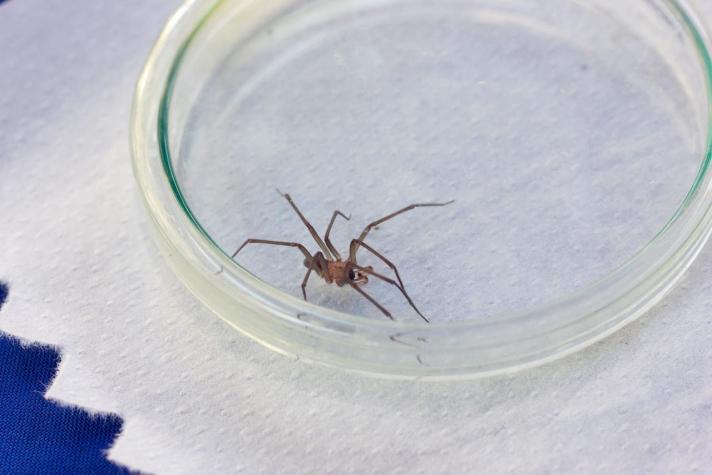 Estudiante chileno descubrió un nuevo tipo de araña de rincón: Está en Atacama y Coquimbo