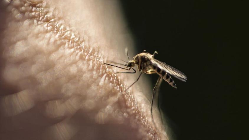 Picaduras de insectos: ¿Cuándo preocuparse y qué hacer ante una reacción alérgica?