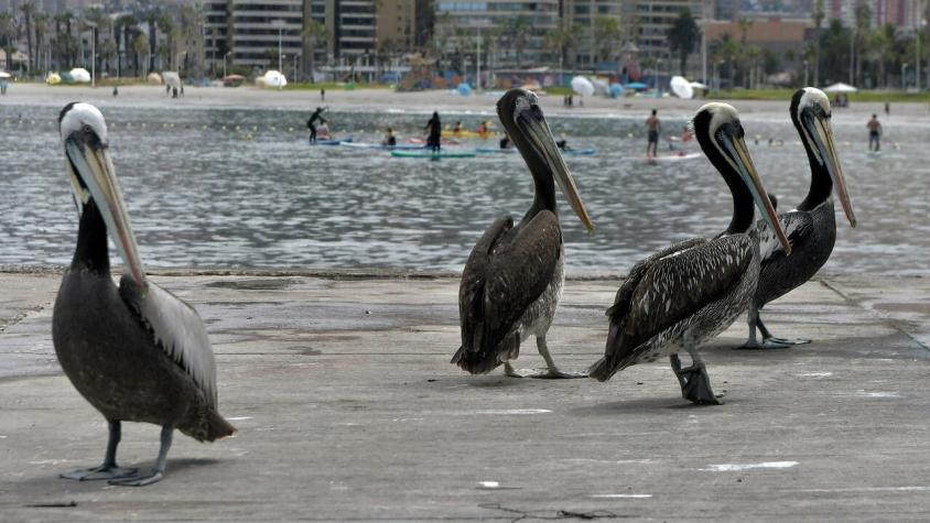 Más de mil aves han muerto por gripe aviar en el norte: Casos se concentran en cuatro regiones