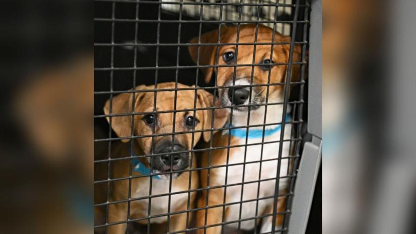 Tragedia canina: Camión que transportaba 40 perritos para ser adoptados se volcó en plena carretera