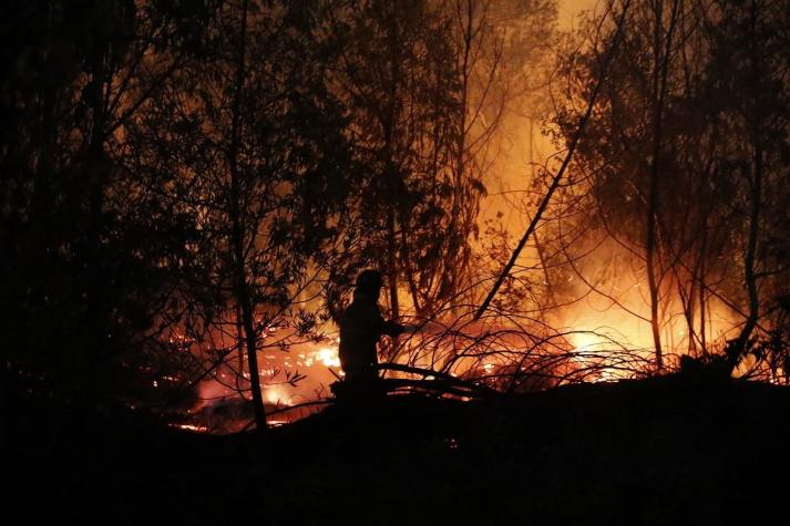 Incendio forestal en Viña del Mar: Fuego afecta a la Quinta Vergara