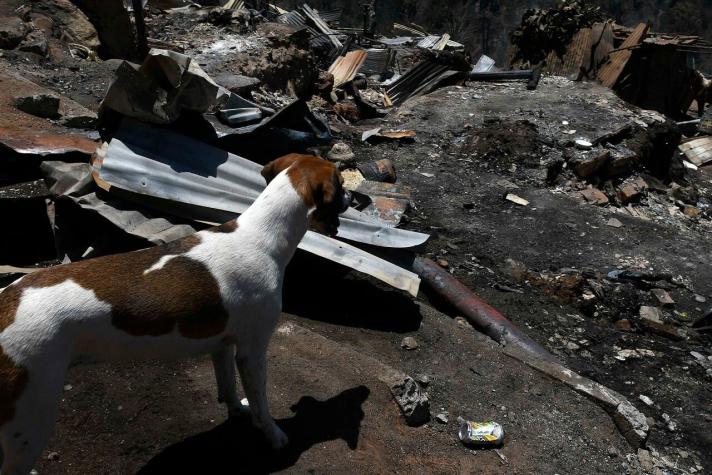 Incendio en Viña del Mar: Revisa cómo ayudar a los animales afectados por la emergencia