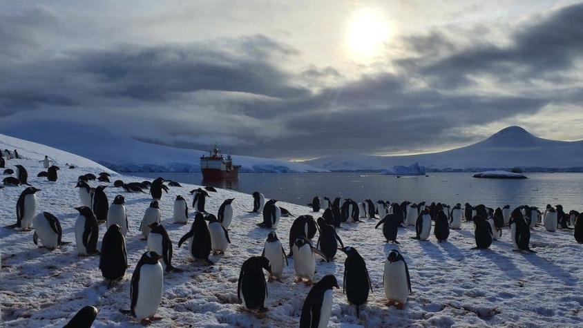 Rodeadas de pingüinos e icebergs: la Navidad en la oficina de correos del fin del mundo
