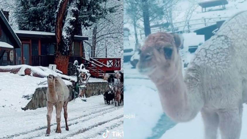 [VIDEO] Camello bebé se hace viral por su emoción al ver la nieve por primera vez