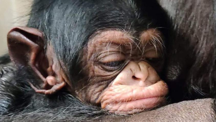 Muere bebé de chimpancé del que se viralizó su reencuentro con su madre