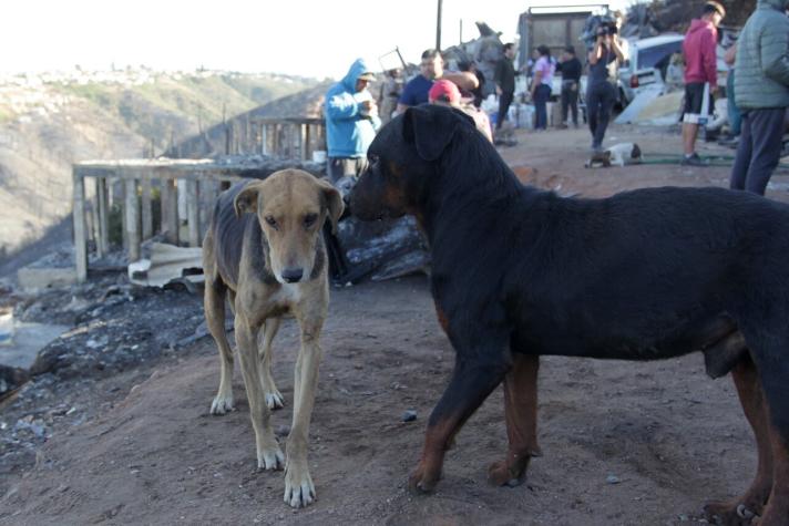 Lo que debes hacer si encuentras una mascota perdida tras el incendio en Viña