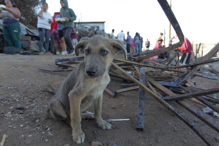 Viña del Mar: Centros veterinarios ofrecen atención gratuita a mascotas afectadas por incendio