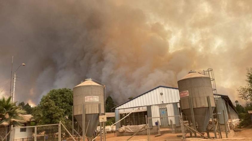 Onemi declara alerta roja por incendio forestal en comuna de San Pedro