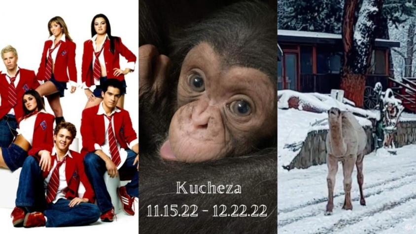 RBD, Chimpancé bebé y Camello en la nieve: Los "T13 trending" de la semana