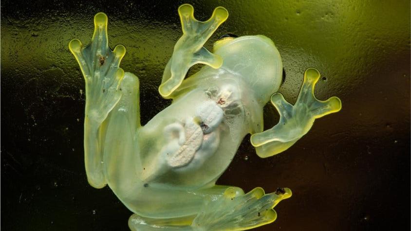 El "superpoder" de la rana de cristal que la vuelve casi invisible (y lo que puede significar)