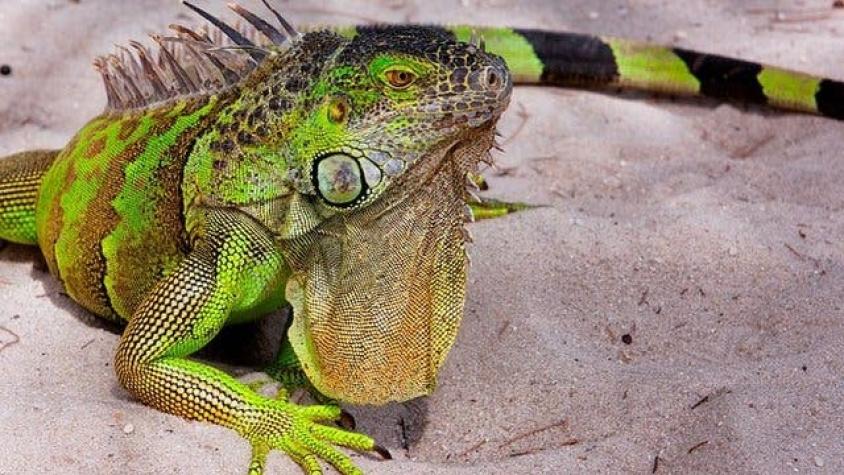 El fenómeno que explica por qué las iguanas caen de los árboles cuando hace frío en Florida