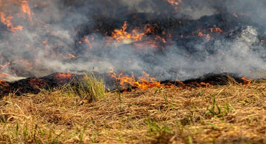 Onemi decretó Alerta Roja para Cabrero por incendio forestal cercano a viviendas
