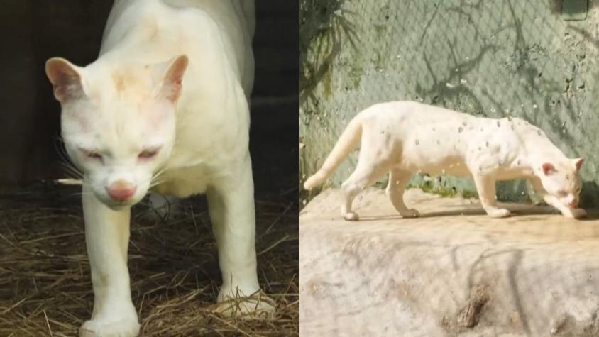 Hallazgo de primera ocelote albina alerta sobre deforestación en Colombia