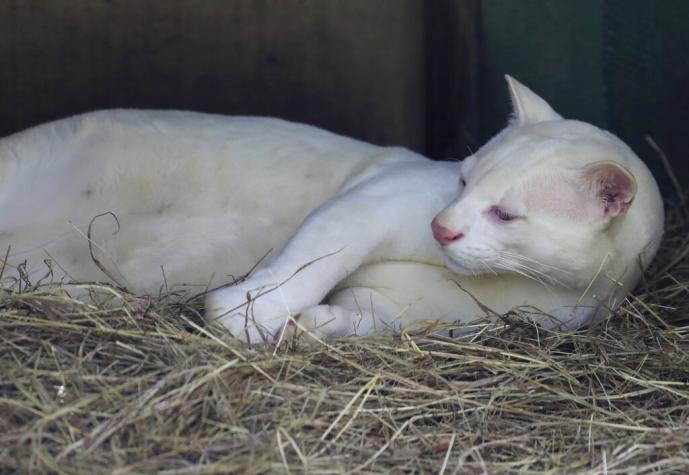 Descubren en Colombia el primer ocelote albino del mundo