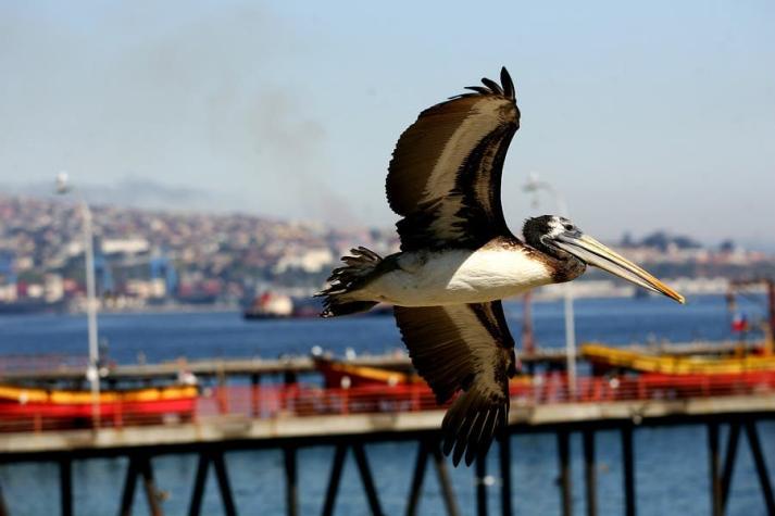 SAG confirma primer caso de gripe aviar en Valparaíso