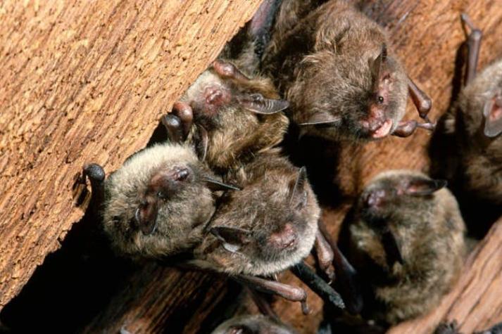 México confirmó muerte de niño contagiado con rabia: fue mordido por murciélago infectado