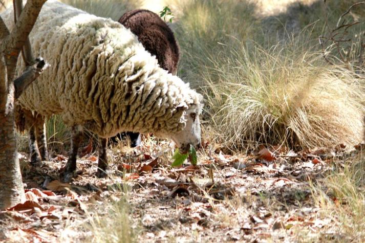 Buscan entrenar a ovejas y cabras para combatir incendios forestales