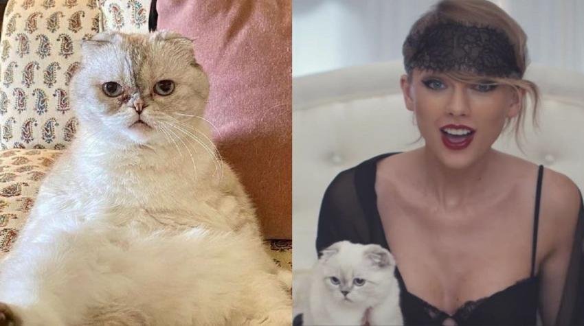 Gata de Taylor Swift es una de las tres mascotas más millonarias del mundo