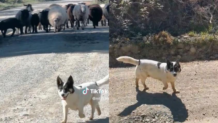 [VIDEO] Perrito ovejero chileno se hace viral: Pide permiso para pasar con sus ovejas