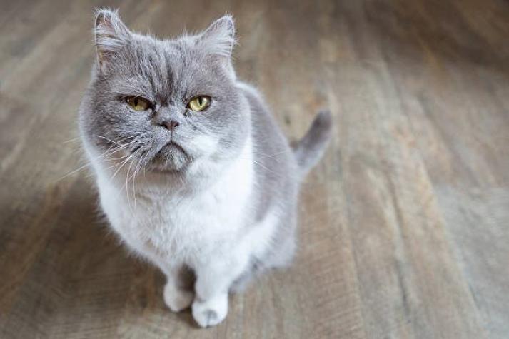 ¿Alguien perdió un michi?: Gato se perdió en pleno vuelo y azafata debió buscar a dueño