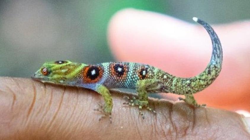 El diminuto y colorido gecko que tiene una tropa de isleños caribeños protegiéndolo de la extinción