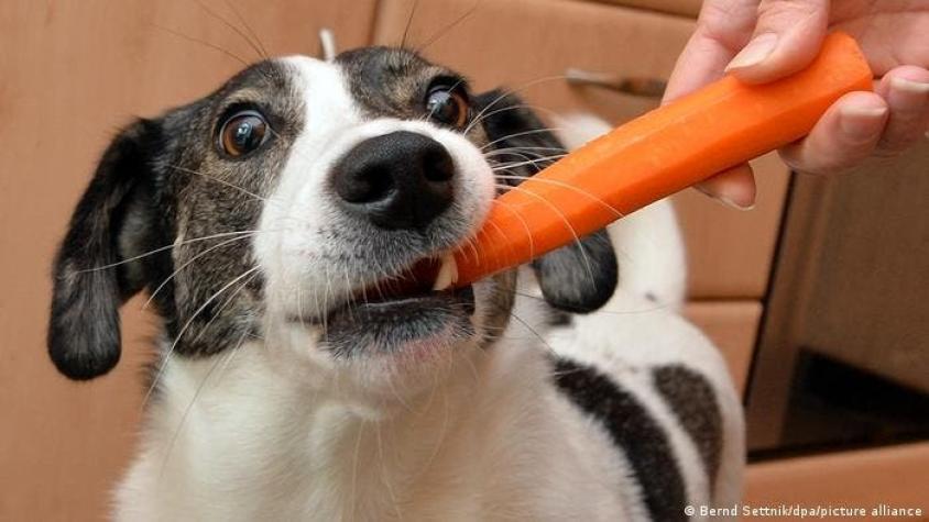 Estudio alerta sobre la implementación de una dieta vegana para perros y gatos