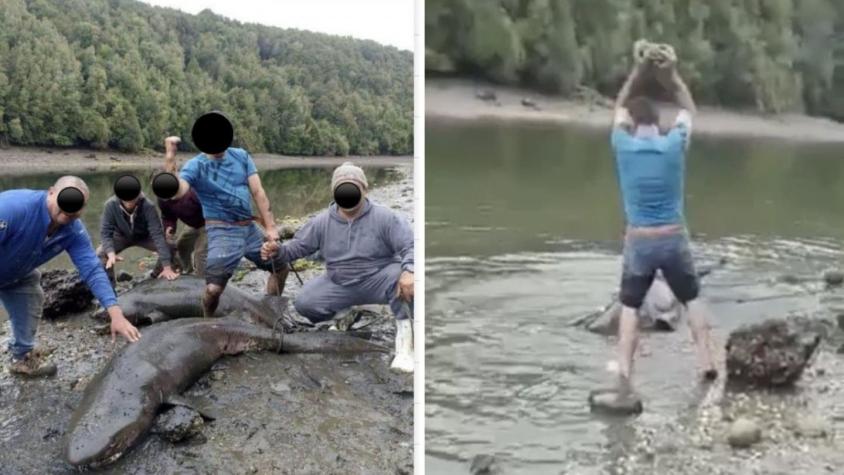 Los amarraban de la cola y apedreaban: Denuncian matanza de tiburones en Queilen, Chiloé