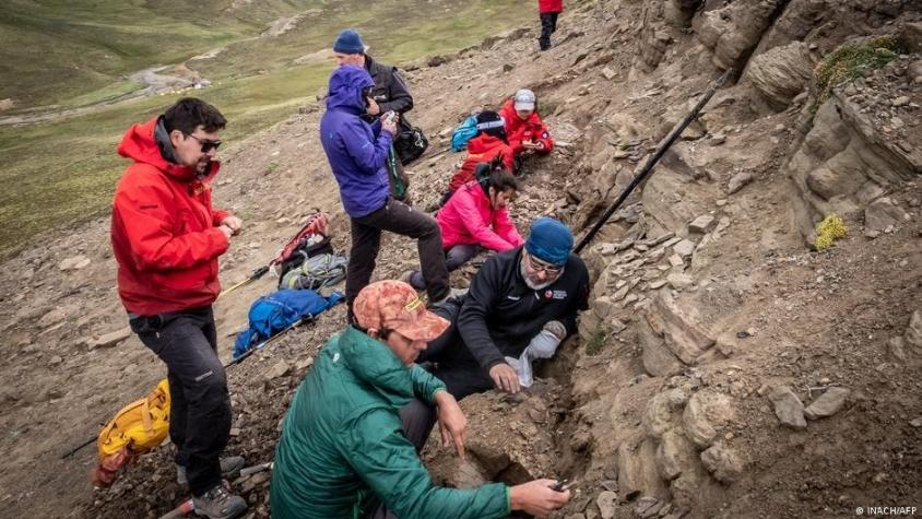 Hallan los restos fósiles de un megaraptor y otros dinosaurios en la Patagonia chilena