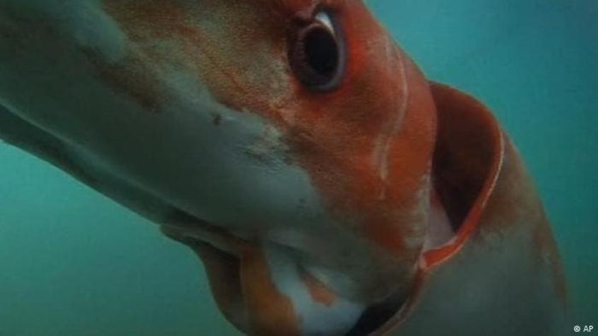 Buceadores japoneses filman el momento en que se encuentran con un calamar gigante