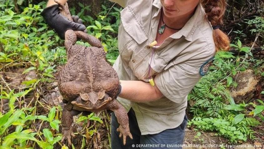 Hallan "monstruoso" sapo gigante de 2,7 kilos en Australia