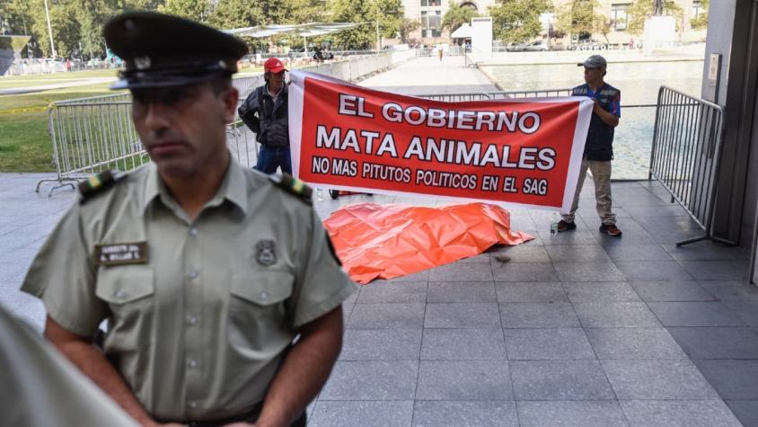 SAG y león muerto: procedimiento fue realizado por zoológico y evalúa acciones legales tras protesta