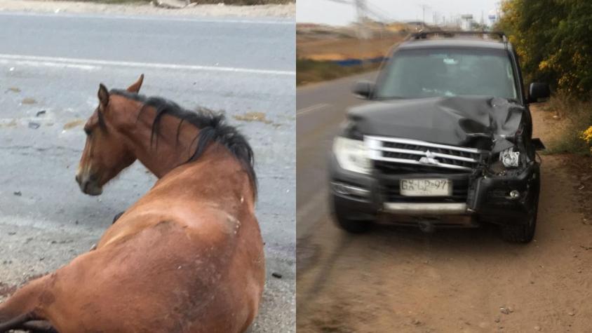 Al menos tres caballos murieron tras ser atropellados en La Serena