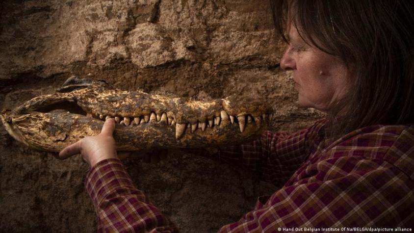Sorpresa arqueológica: Hallan diez momias de cocodrilo en intacta tumba egipcia