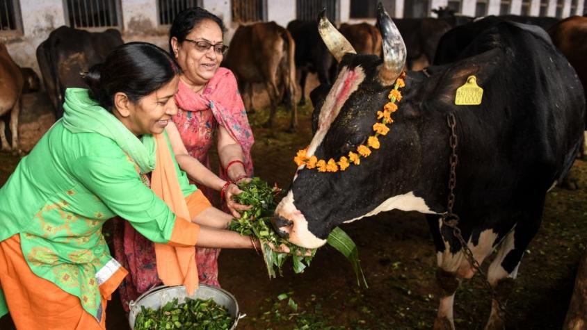 Juez indio asegura que excremento de vaca protege de las radiaciones y su orina sana enfermedades