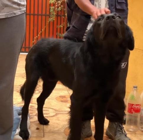 Denuncian caso de zoofilia contra perro callejero en Coquimbo